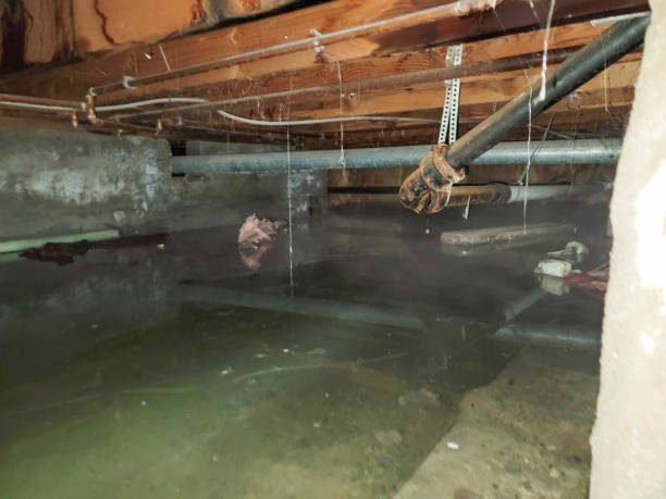 Best Water damage restoration near me  in Elsmere, KY
